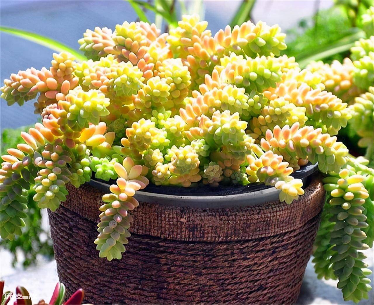 养花爆盆是什么意思(盘点很容易爆盆的5种多肉植物)-图片7